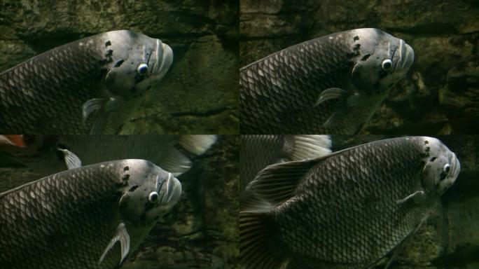 巨型古拉米在水族馆游泳的特写镜头 (高清)