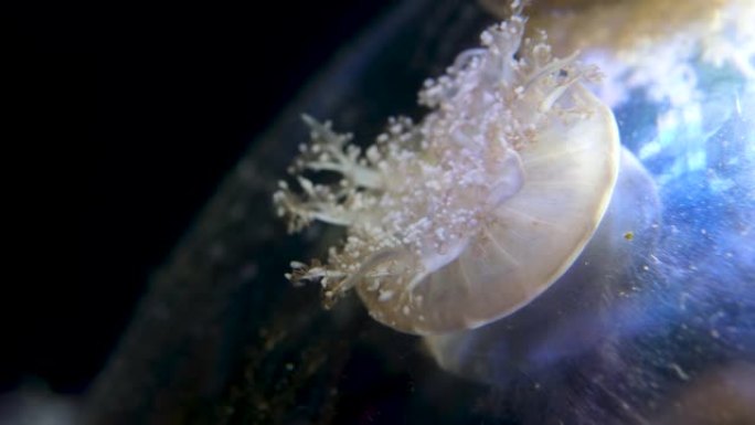 仙后座仙女座颠倒水母是水母的一种，通常生活在潮间带沙或泥滩、浅潟湖、红树林周围。在红海约旦亚喀巴湾的