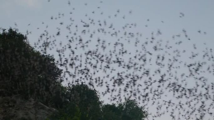 柬埔寨马德望，一群蝙蝠从天空中飞出，从山洞里出来