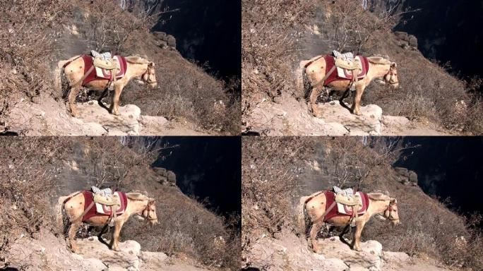 岩石上的马 (HD 1080)