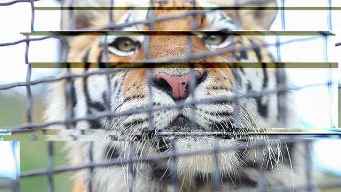 笼子里的悲伤老虎