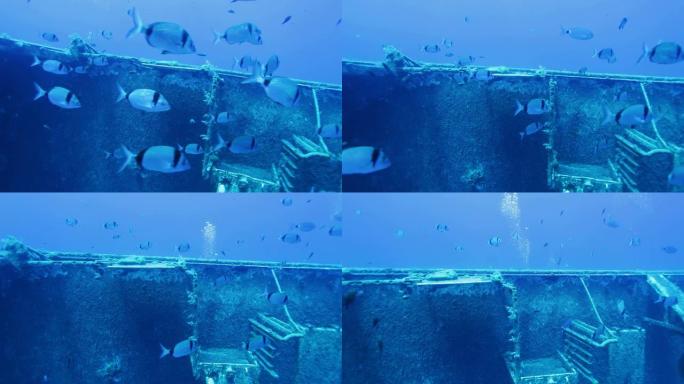 赛诺比亚船只残骸与塞浦路斯小银鱼学校