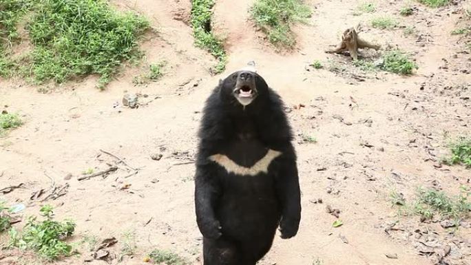 亚洲黑熊亚洲黑熊野生动物