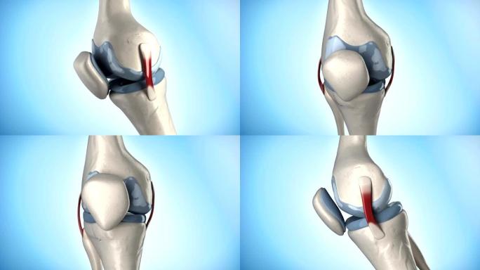 膝关节医学解剖环