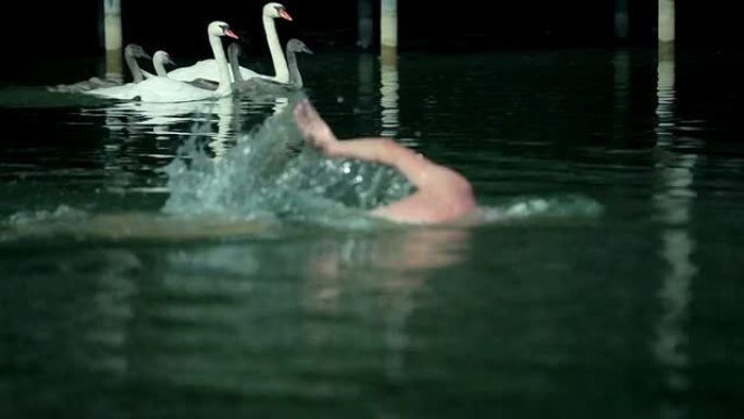 高清: 男子在湖中的白天鹅旁边游泳