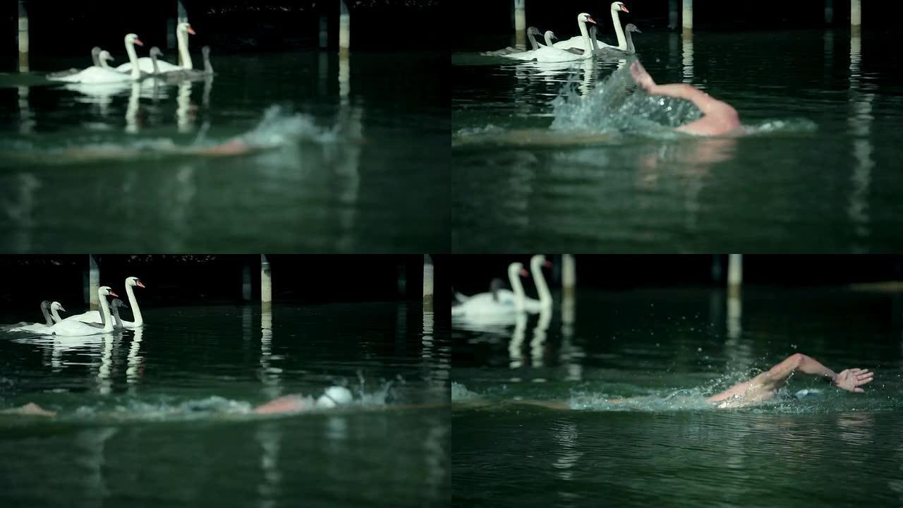 高清: 男子在湖中的白天鹅旁边游泳