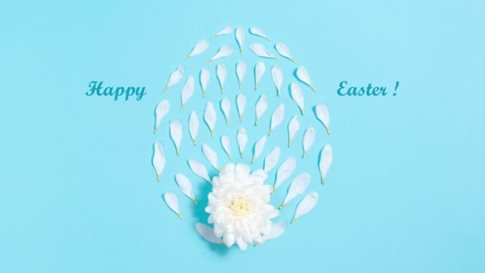 白色天然花瓣从菊花中出来，形成卵形。
