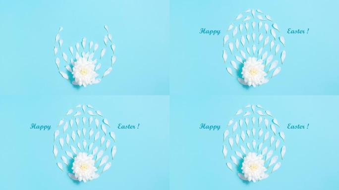 白色天然花瓣从菊花中出来，形成卵形。