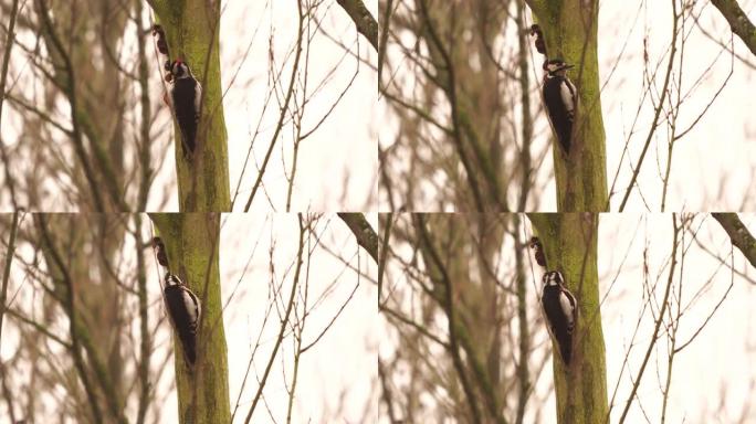 雄性大斑点啄木鸟 (Dendrocopos major) 抛光羽毛并在枯树上击鼓