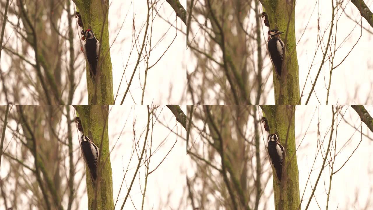雄性大斑点啄木鸟 (Dendrocopos major) 抛光羽毛并在枯树上击鼓