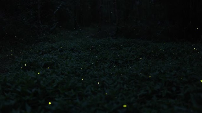 丛林中的萤火虫在黑暗中有节奏地闪烁