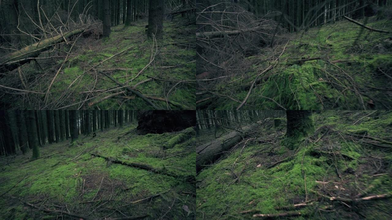 野生动物POV带着倒下的树木在树林中移动