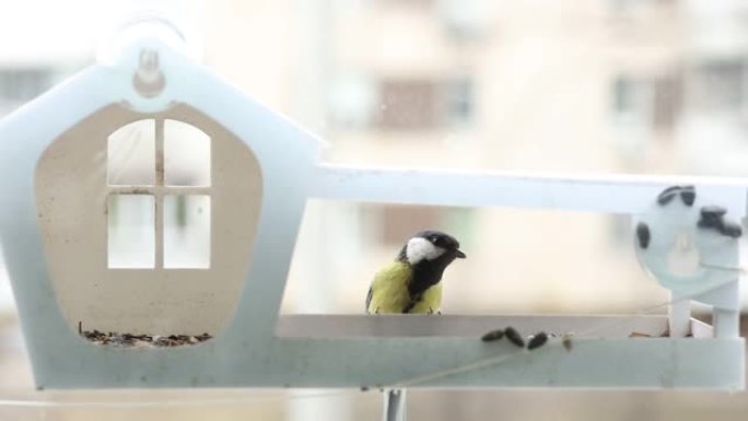 一只小山雀飞向窗户上的种子喂食器