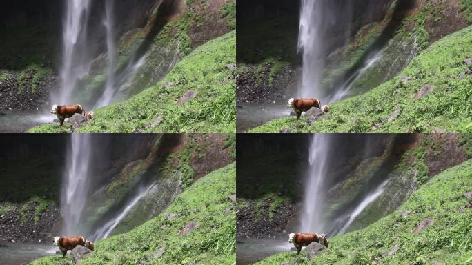 瀑布前的牛牛