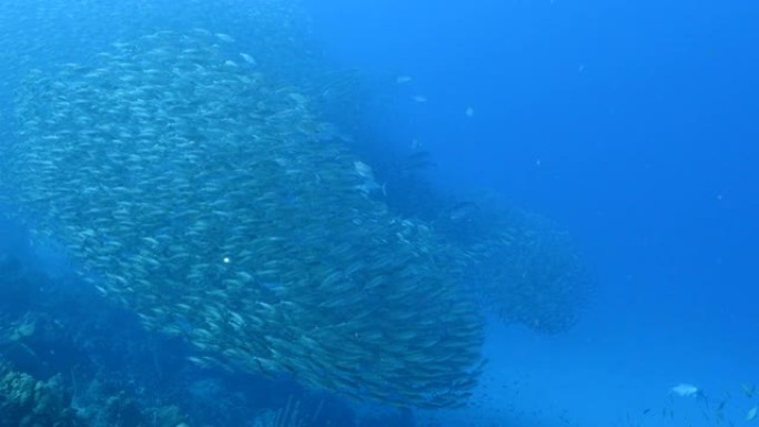 海景，在加勒比海的珊瑚礁上有大眼鱼和狩猎杰克鱼