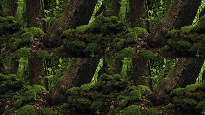 生长在苔藓岩石中的树木移动镜头