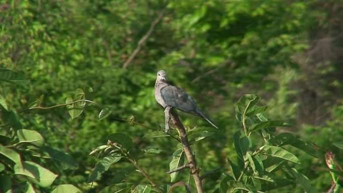 马拉维: 树上的落基鸽