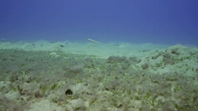 沙质海底覆盖着绿色海草的蠕虫虎尾鱼，慢动作
