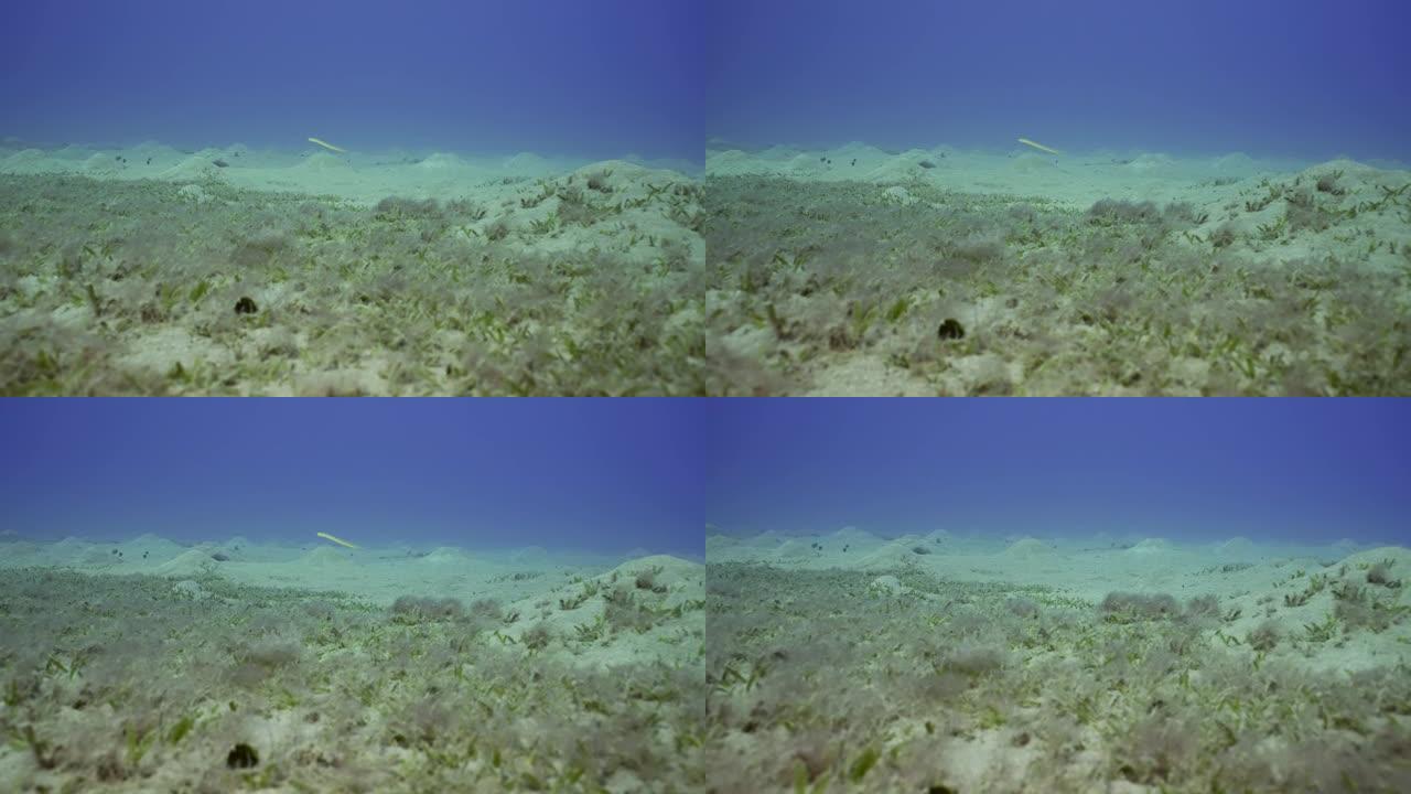 沙质海底覆盖着绿色海草的蠕虫虎尾鱼，慢动作