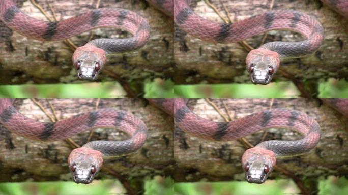 红藤蛇 (Siphlophis compressus)