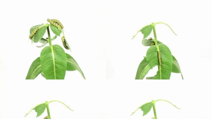 黑脉金斑蝶毛虫吃马利筋植物