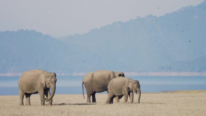 在国家公园放牧的大象群