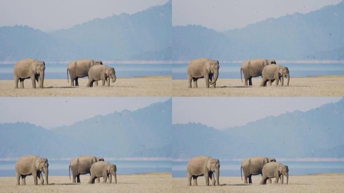 在国家公园放牧的大象群