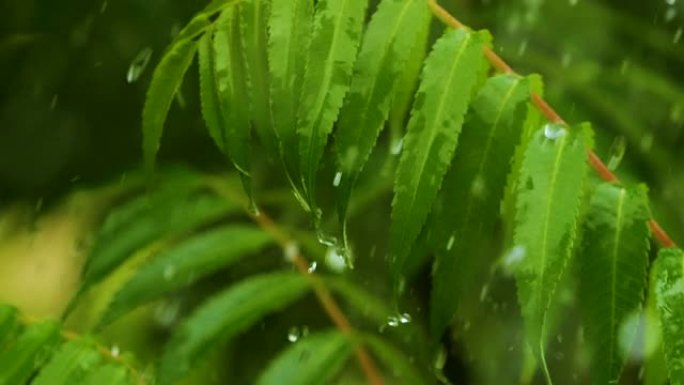 慢动作雨滴在雨中从绿叶蕨类植物中滴落。平静放松的冥想平静的背景。降雨丛林，鲜叶蕨带水滴生态系统保护环