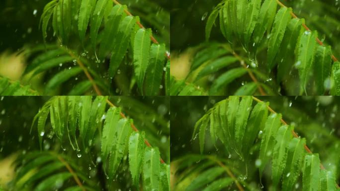 慢动作雨滴在雨中从绿叶蕨类植物中滴落。平静放松的冥想平静的背景。降雨丛林，鲜叶蕨带水滴生态系统保护环