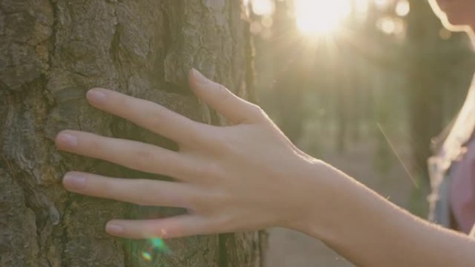 女人手触树自然女孩爱抚树皮感受自然纹理森林森林环境保护理念