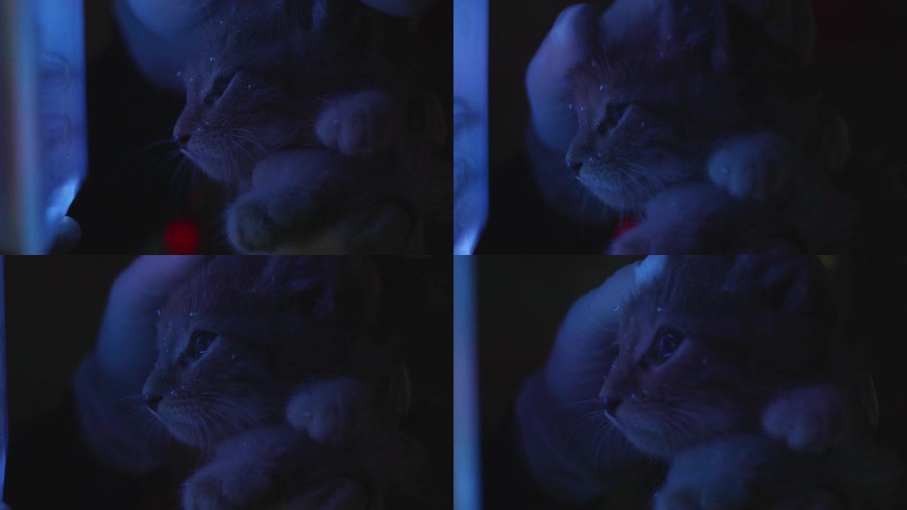 在灯的紫外线下的小猫。兽医在黑暗中用紫外线灯诊断出小猫患有真菌性皮肤病。猫的真菌性皮肤病在紫外线下发