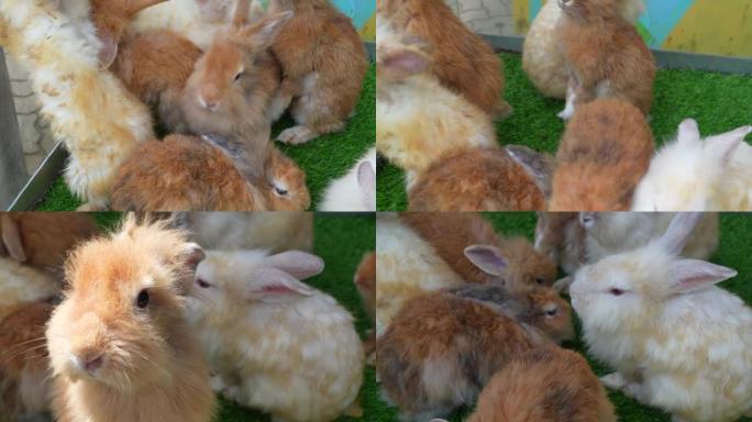 可爱活泼: 可爱多彩的红兔。
