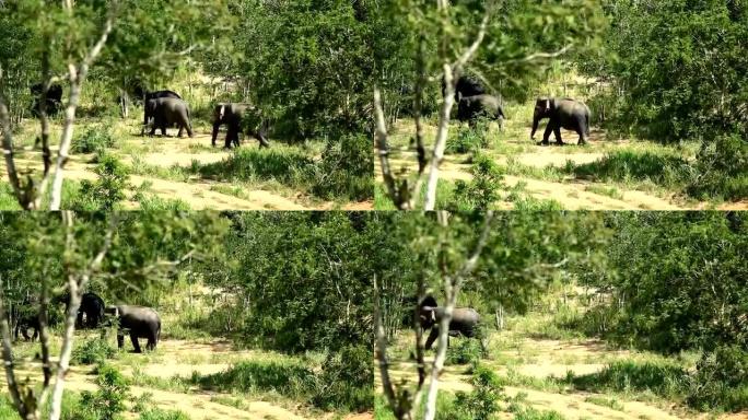 一群大象进入野外