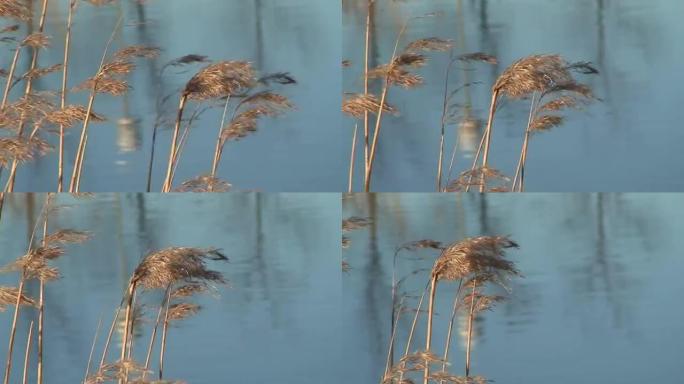 强风吹向干草，特写 (HD 1080/50i)