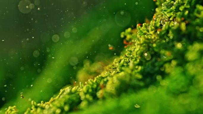 超级慢动作极限特写雨滴落在充满活力的绿色苔藓上