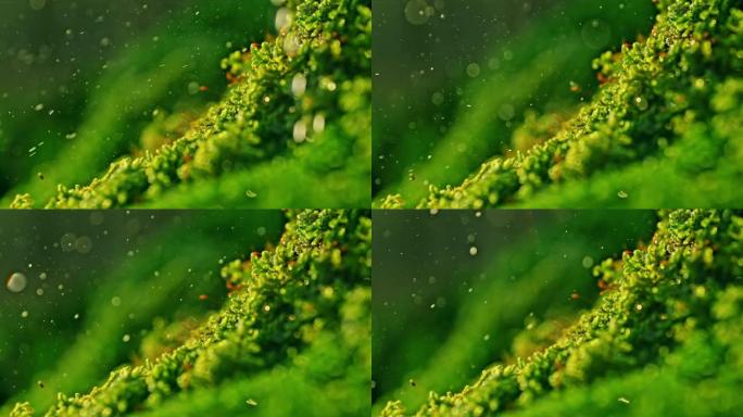 超级慢动作极限特写雨滴落在充满活力的绿色苔藓上