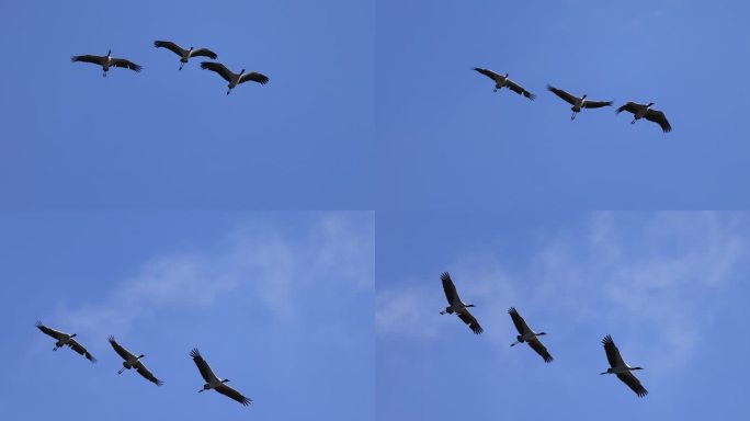 黑颈鹤在蓝天中翱翔的升格视频视觉