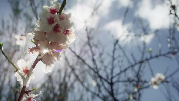 阳光穿透开花的杏仁树的白花。