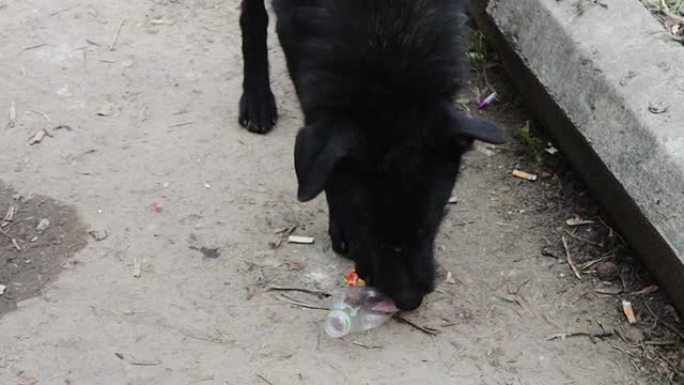 街头无家可归的黑狗啃一个塑料瓶