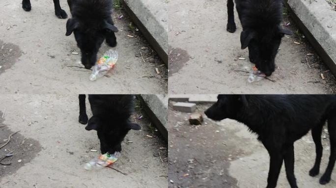 街头无家可归的黑狗啃一个塑料瓶