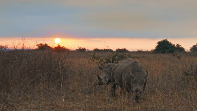 日落时在内罗毕国家公园的自然栖息地放牧的LS犀牛