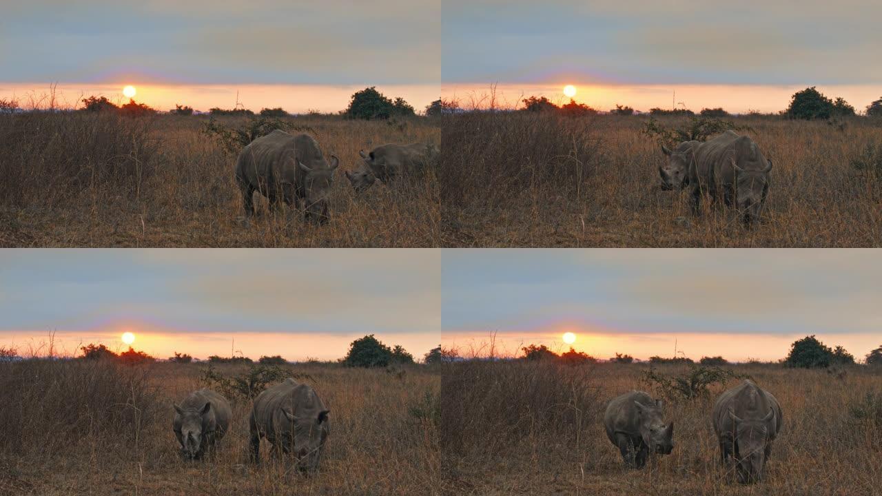 日落时在内罗毕国家公园的自然栖息地放牧的LS犀牛
