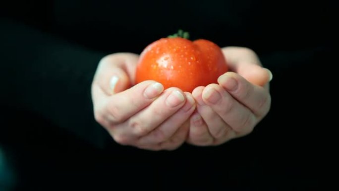 女人的手拿着红色的新鲜番茄