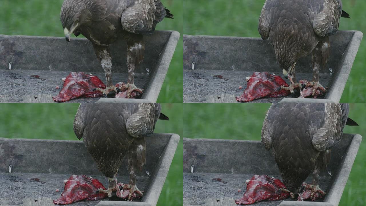 一只鹰吃生肉的特写镜头。