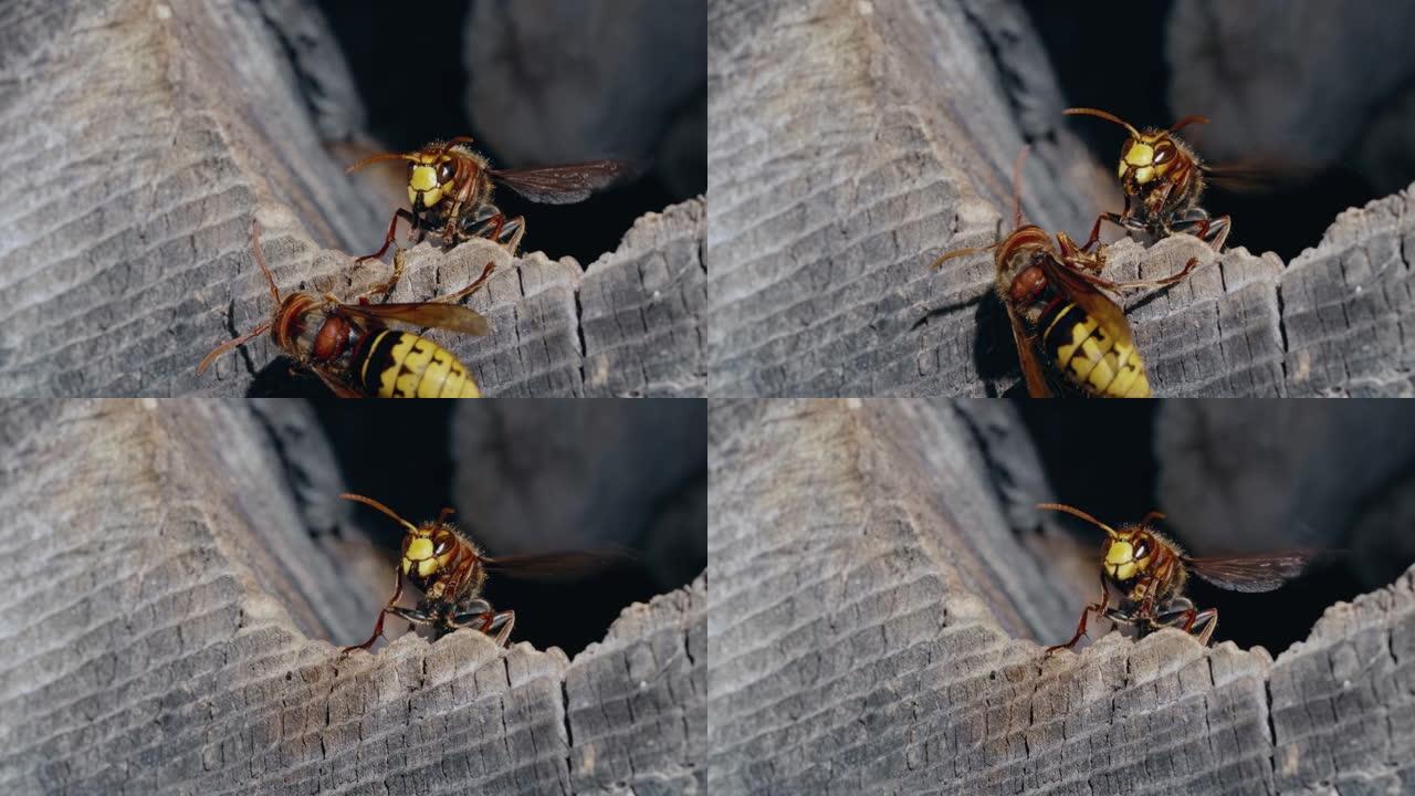 欧洲马蜂窝昆虫从巢中出去并在木巢上飞行的宏观镜头