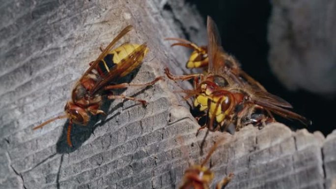 两只欧洲马蜂窝昆虫在巢穴入口处相遇的宏观镜头