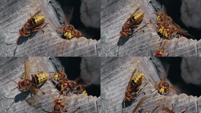 两只欧洲马蜂窝昆虫在巢穴入口处相遇的宏观镜头