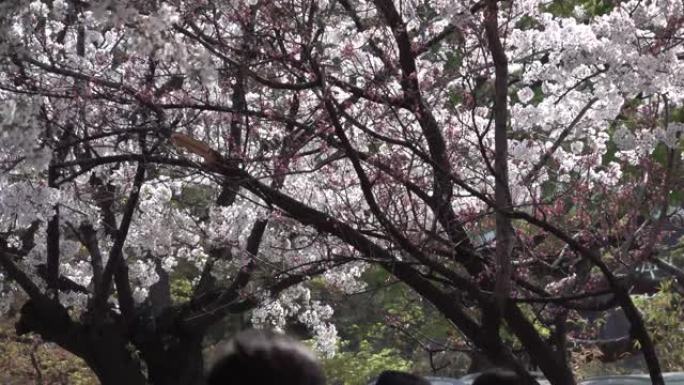 韩国樱花雨，北村韩屋村美丽浪漫。