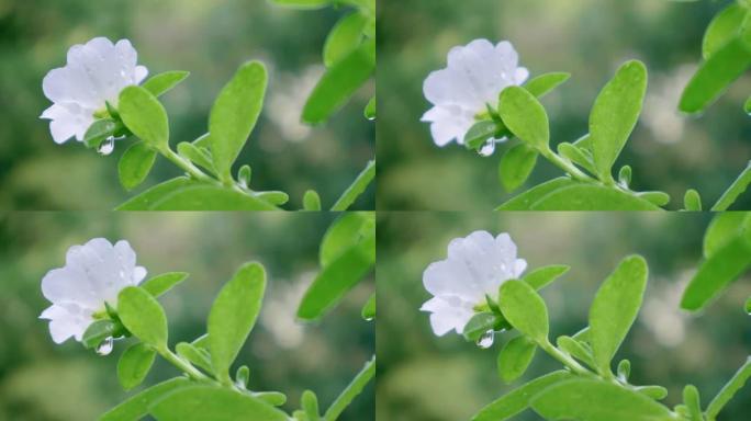 在风中吹动的紫齿苋花