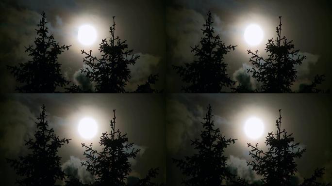 夜晚的满月和松树